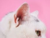 <b>Pink Cat</b>