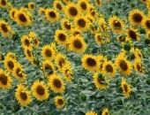 <b>Girasoles</b>