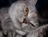 <b>Cat</b>