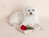 <b>Un regalo para ti</b>