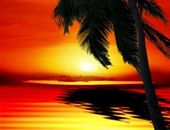 <b>Palmera </b>