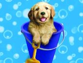 <b>Cachorro en un balde</b>