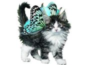 <b>Gatito con alas 2</b>