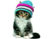 <b>Gatita con sombrero</b>