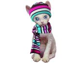 <b>Un gato para el frío</b>