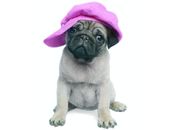 <b>Pug con gorra</b>