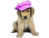 <b>Golden con gorra</b>
