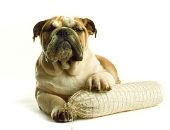 <b>¿A comer o a dormir?</b>