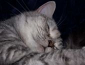 <b>Cat 2</b>