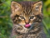 <b>Gato salvaje bebé</b>