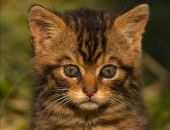 <b>Gato salvaje 2</b>