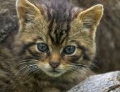 <b>Gato salvaje 3</b>