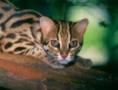 <b>Gato salvaje</b>