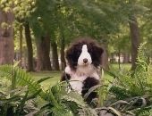 <b>Perro de peluche ataca a un perro real!</b>