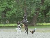 <b>Molestar a los perros con un dron</b>