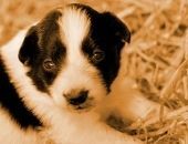 <b>Cachorro bebé</b>