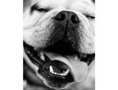 <b>Siempre feliz</b>